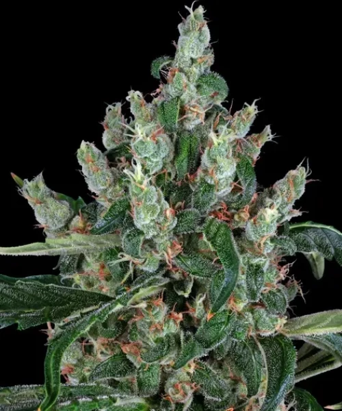 Barneys Farm Laughing Buddha