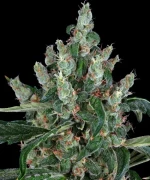 Barneys Farm Laughing Buddha