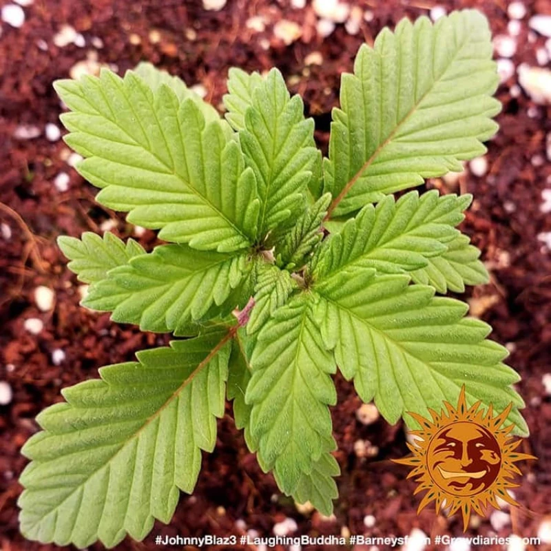 Barneys Farm Laughing Buddha