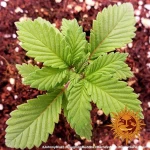 Barneys Farm Laughing Buddha