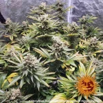 Barneys Farm Laughing Buddha