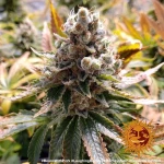 Barneys Farm Laughing Buddha