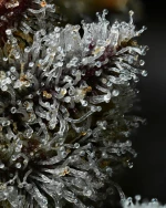 Barneys Farm Lemon Cherry Gelato