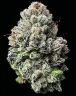 Barneys Farm Lemon Cherry Gelato