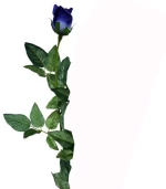 Κλαδί Μπακαράς Μπλε Y78Cm