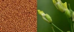 Camelina - 500gr