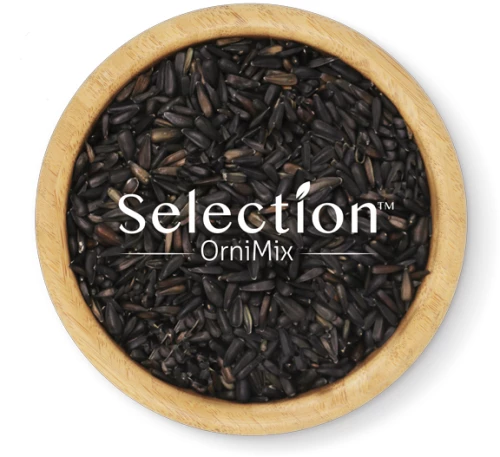 PINETA-semi di GIRASOLE MICRO NERO 800gr - 800gr