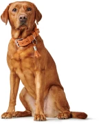 Περιλαίμιο Δερμάτινο Σκύλου Hunter Collar Cannes 60 M-L (3,5 x 44 - 52 cm) Μαύρο