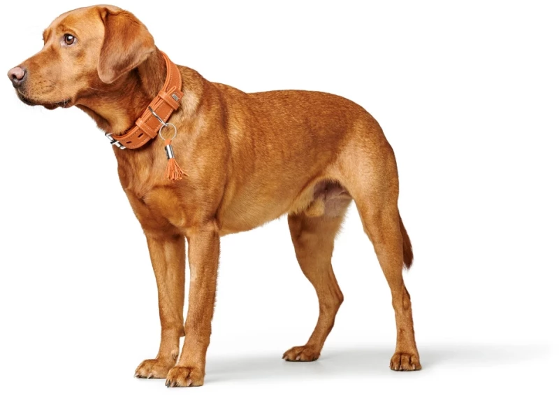 Περιλαίμιο Δερμάτινο Σκύλου Hunter Collar Cannes 60 M-L (3,5 x 44 - 52 cm) Μαύρο