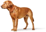 Περιλαίμιο Δερμάτινο Σκύλου Hunter Collar Cannes 60 M-L (3,5 x 44 - 52 cm) Μαύρο