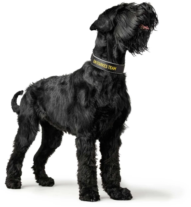 Περιλαίμιο Σκύλου Hunter Collar Neopren Reflect 50 M 4,5x39-46cm Borussia Dortmund