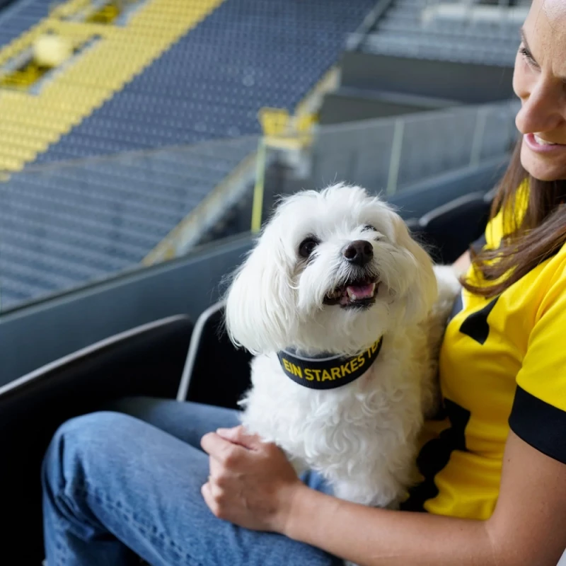 Περιλαίμιο Σκύλου Hunter Collar Neopren Reflect 50 M 4,5x39-46cm Borussia Dortmund