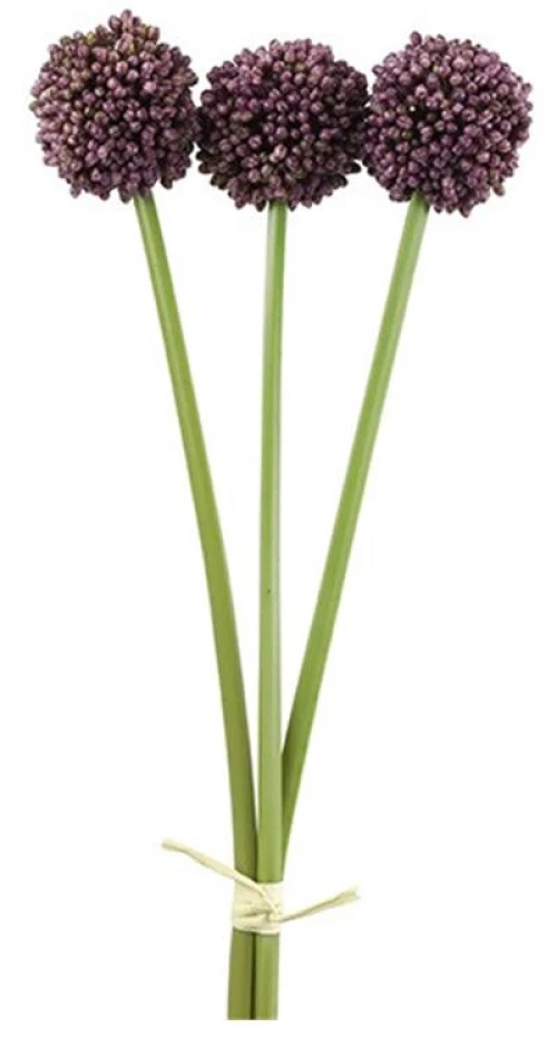 Allium μωβ  x3 55εκ.