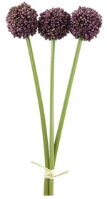 Allium μωβ  x3 55εκ.