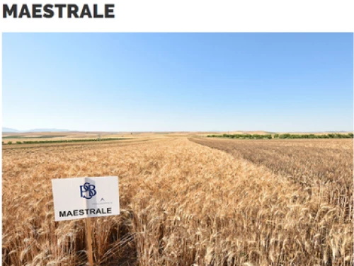 Σιτάρι Maestrale R2 | 25kgr