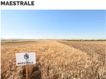 Σιτάρι Maestrale R2 | 25kgr