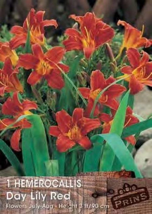 Εμεροκαλλίδα Κόκκινη “Day Lily Red”
