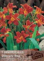 Εμεροκαλλίδα Κόκκινη “Day Lily Red”