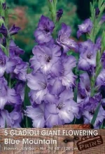 Γλαδίολα "Blue Mountain"