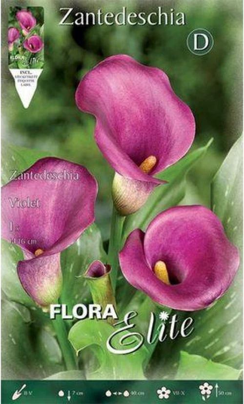 Κάλλα " Violet"