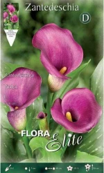 Κάλλα " Violet"