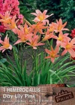 Εμεροκαλλίδα Ροζ “Day Lily Pink”