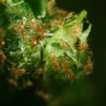 PHYTObio(Phytoseiulus persimilis) κατά του Τετράνυχου