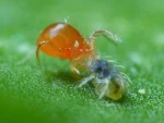 PHYTObio(Phytoseiulus persimilis) κατά του Τετράνυχου