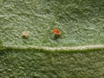 PHYTObio(Phytoseiulus persimilis) κατά του Τετράνυχου