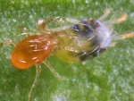 PHYTObio(Phytoseiulus persimilis) κατά του Τετράνυχου