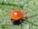 PHYTObio(Phytoseiulus persimilis) κατά του Τετράνυχου