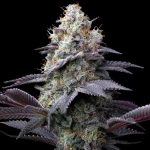 Barney’s Farm Bubblegum Gelato