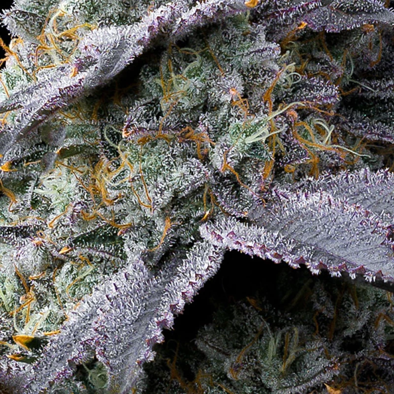 Barney’s Farm Bubblegum Gelato
