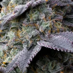 Barney’s Farm Bubblegum Gelato