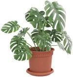 vidaXL Γλάστρες φυτών 6 pcs Κεραμιδί Ø 15 x 12 cm Πλαστικό