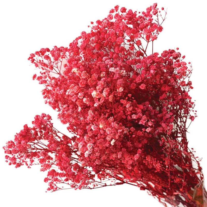 Αποξηραμένη Γυψοφύλλη 00-68897-5 70/80cm 100gr Red Marhome