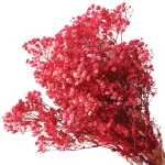 Αποξηραμένη Γυψοφύλλη 00-68897-5 70/80cm 100gr Red Marhome