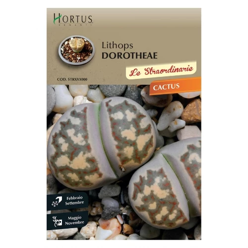 Κάκτος Lithops Dorotheae