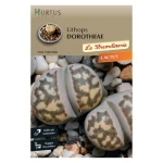 Κάκτος Lithops Dorotheae