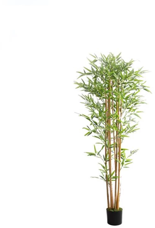 BAMBOO  NP0075_180 ΥΨΟΣ 180cm |