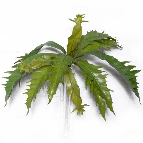 Τεχνητό Χωνευτό Πλατυκέριο 1102-7 57cm Green Supergreens Πλαστικό, Ύφασμα