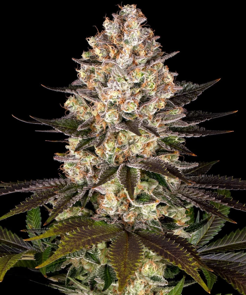 Barneys Farm Hindu Kush