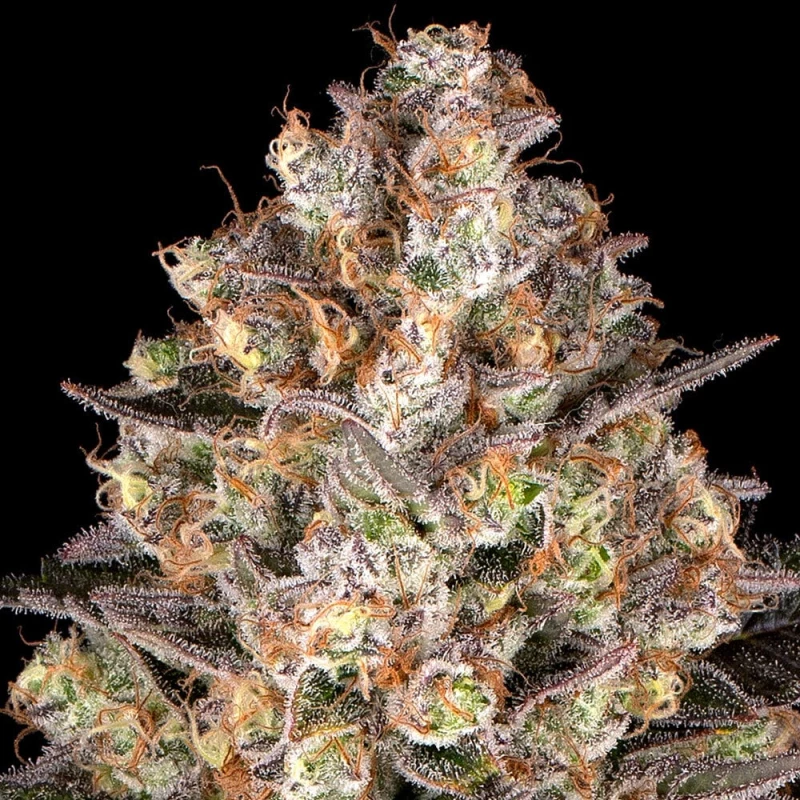 Barneys Farm Hindu Kush