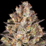 Barneys Farm Hindu Kush