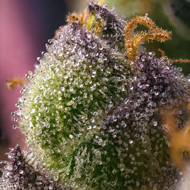 Barneys Farm Hindu Kush