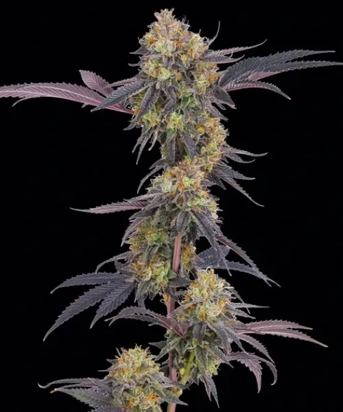 Barneys Farm Tropicana Cherry