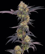 Barneys Farm Tropicana Cherry