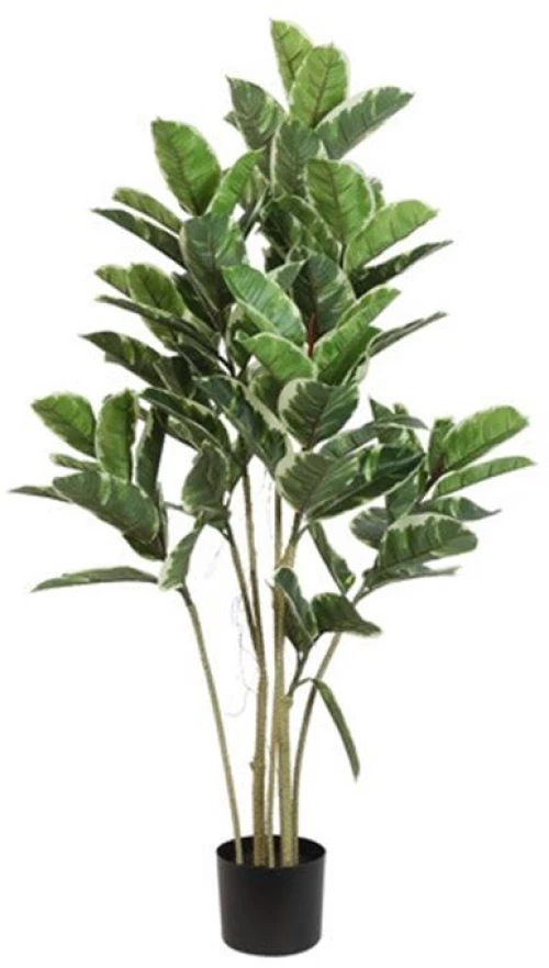 Φίκος σε κασπώ 52x62x120cm