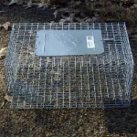 SPARROW CAGE TRAP ΠΑΓΙΔΕΣ ΠΤΗΝΩΝ