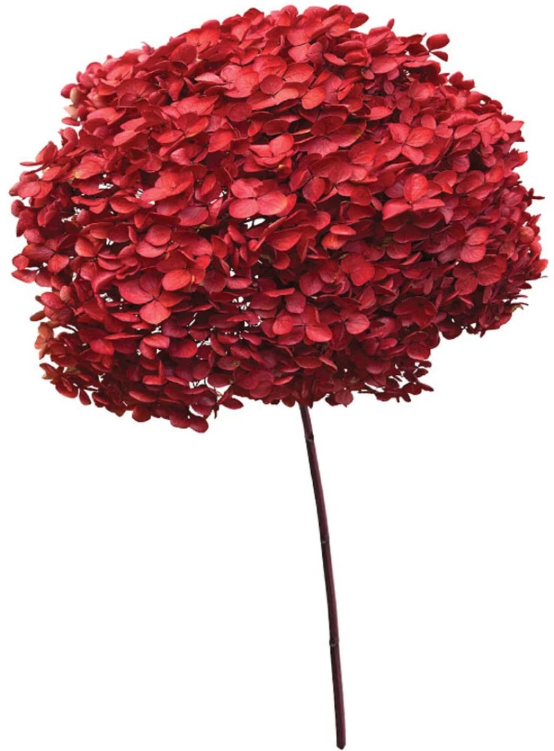 Αποξηραμένη Ορτανσία 00-68893-3 55cm Red Marhome